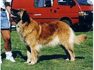 Skorres Dorina | Leonberger 