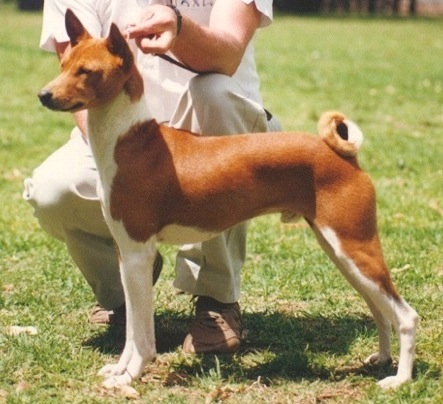 Baagna Omy Billabong | Basenji 