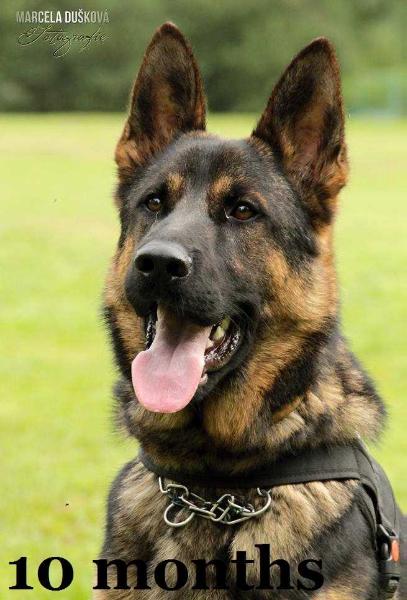 Blesk Saint Jiljí | German Shepherd Dog 