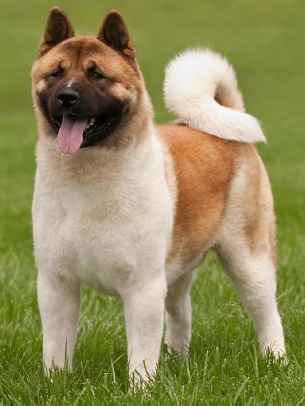 Kuroi Kao Grin And Bear It | Akita 