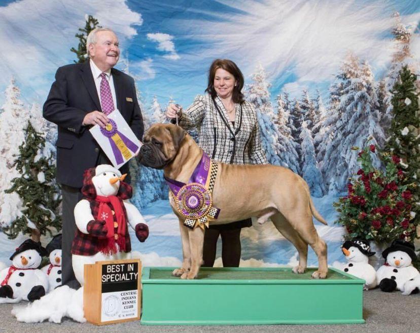 JYF BULL'S ARGENTINA VULKANO | Bullmastiff 