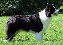 Pikkupaimenen Miss Tellurium | Border Collie 