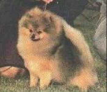 Bev-Nor's Toasted Fudge | German Spitz 