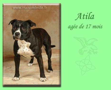 Atila de la maison d este | American Staffordshire Terrier 