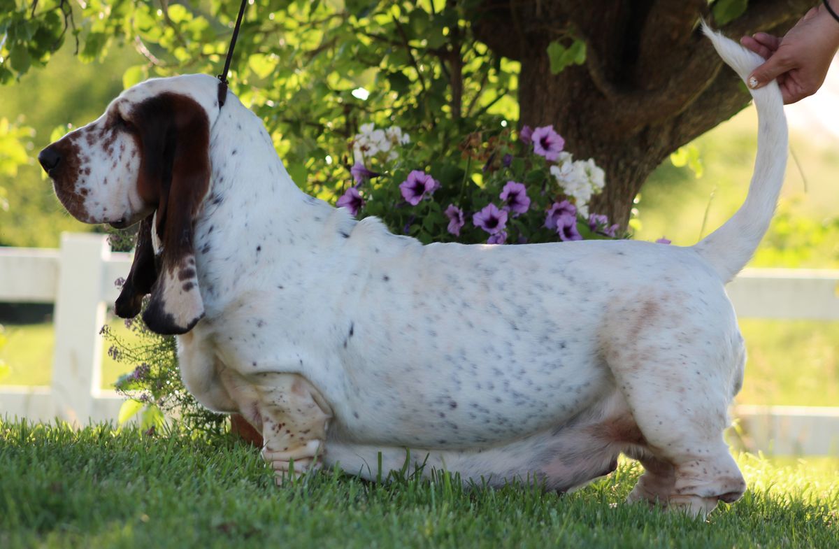 Big Long Blue Gardenia | Basset Hound 