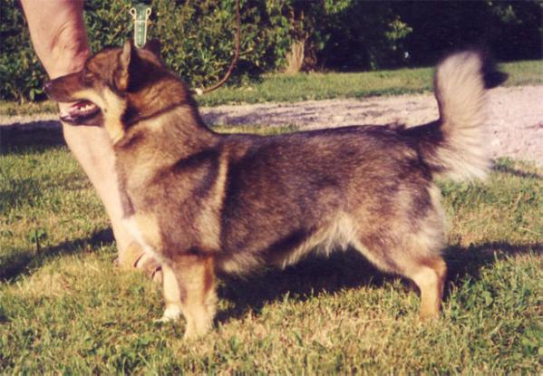 Västertorps Gårds Amanda | Swedish Vallhund 