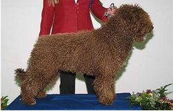 Lucho de Valdeperales | Spanish Water Dog 