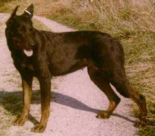 Nanouk de la Noe du Jardin | Beauceron 