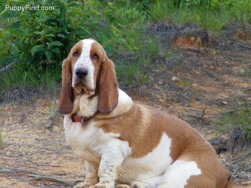 Barney Coopersmith Reynolds | Basset Hound 