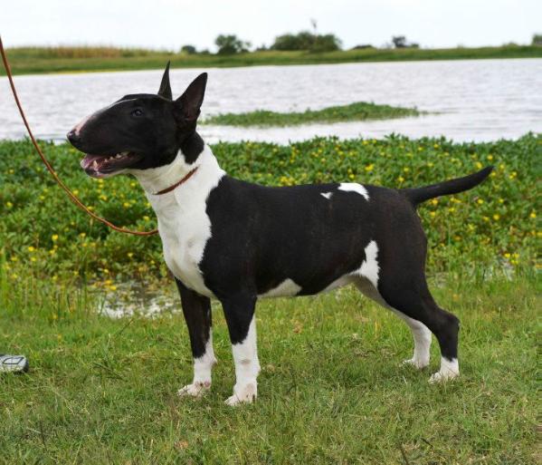 Dark Pearl (Uriza) | Bull Terrier 