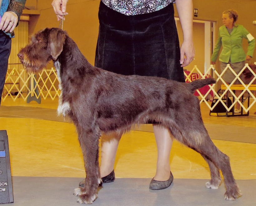 Idawire One For The Money | German Wirehaired Pointer 