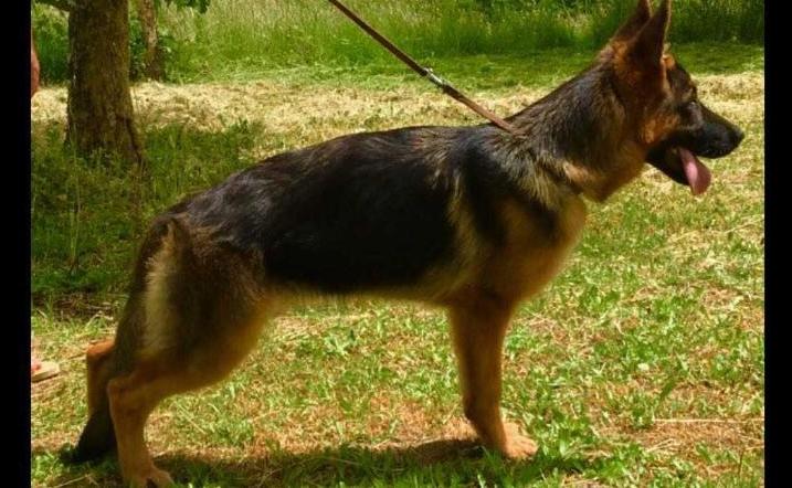 COUGAR | German Shepherd Dog 