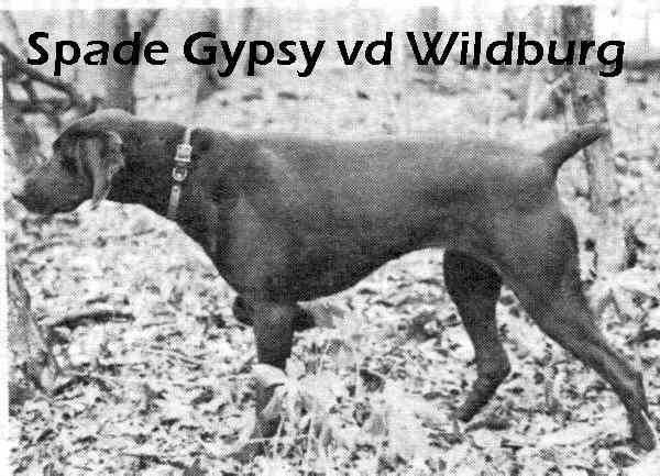 SPADE GYPSY VD WILDBURG | German Shorthaired Pointer 