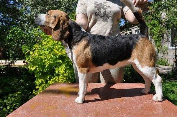 Kara Urus Timona | Beagle 