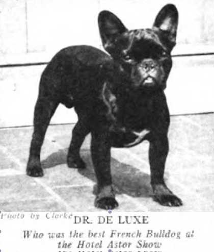 Dr. De Luxe 160473 | French Bulldog 