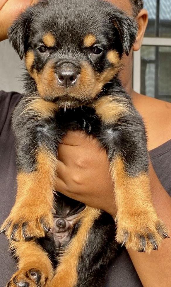 LIBRA KENNEL’S ALEX | Rottweiler 