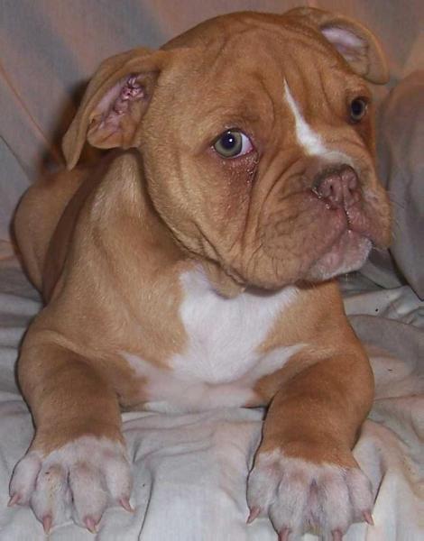 BuffaloCreek's Brock | Olde English Bulldogge 