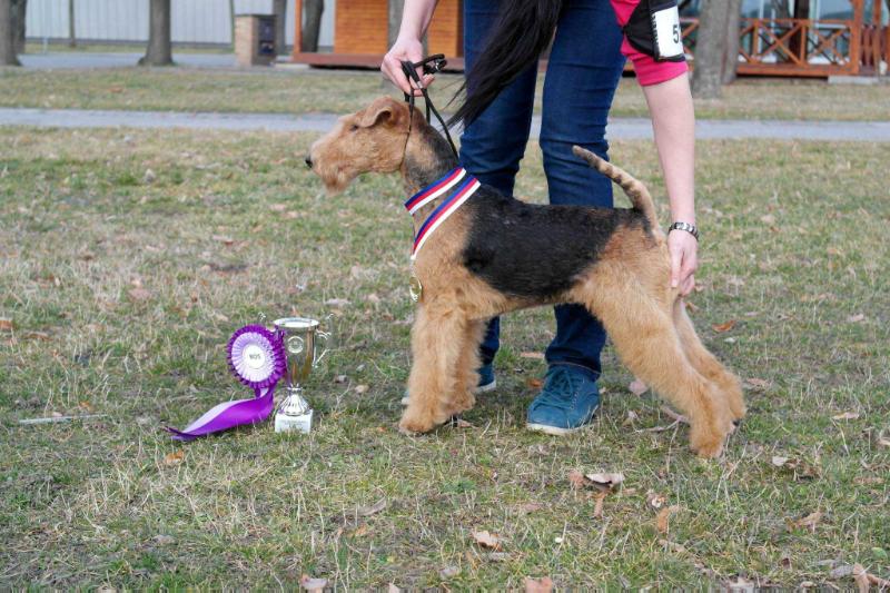 Charisma od Guvernéra | Welsh Terrier 