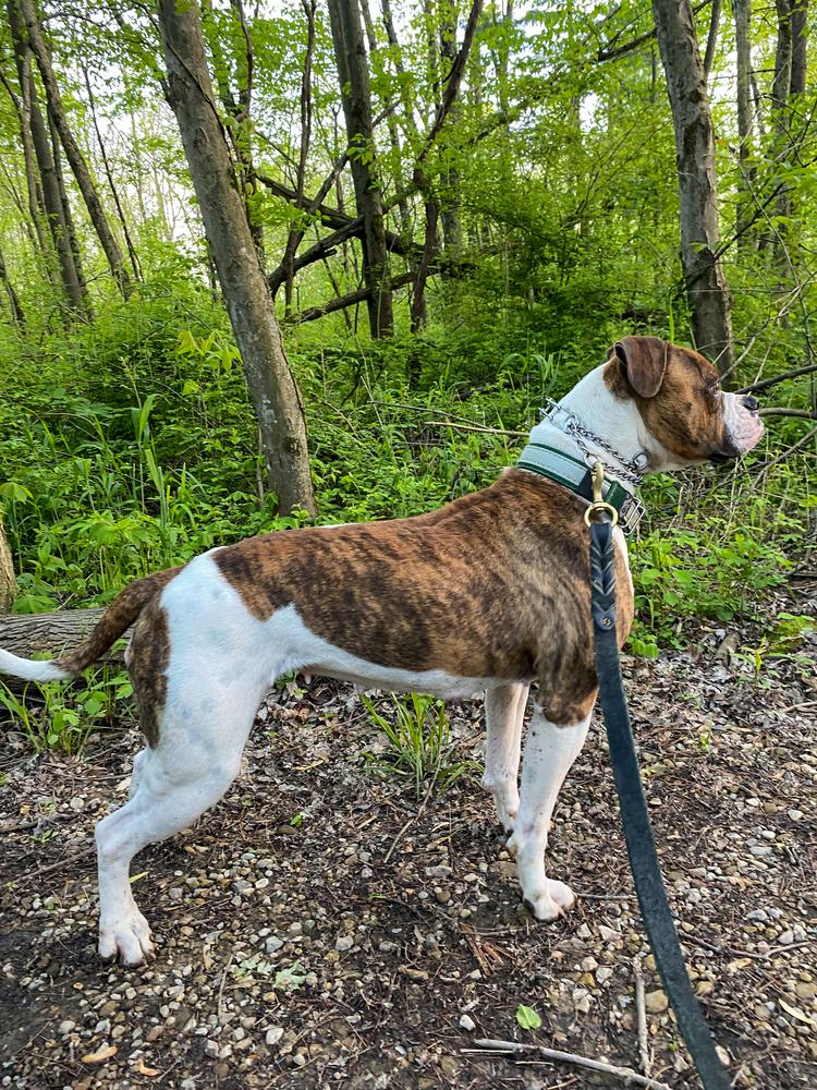 CenterBull's Rude Girl AKA Jamaica | American Bulldog 