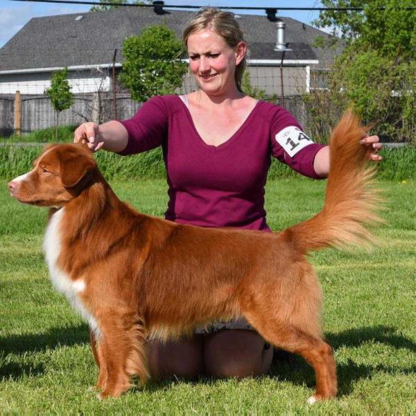 Roaneden's Dream Catcher | Nova Scotia Duck Tolling Retriever 