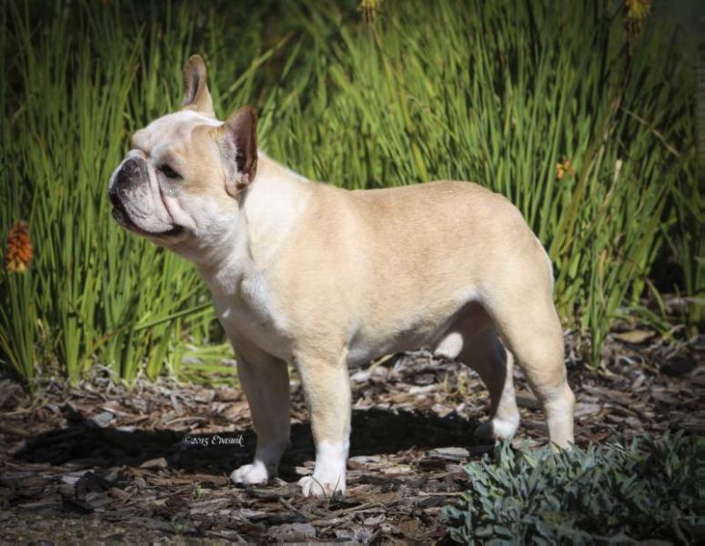 Chitawee's Starlette Jes Hafta | French Bulldog 