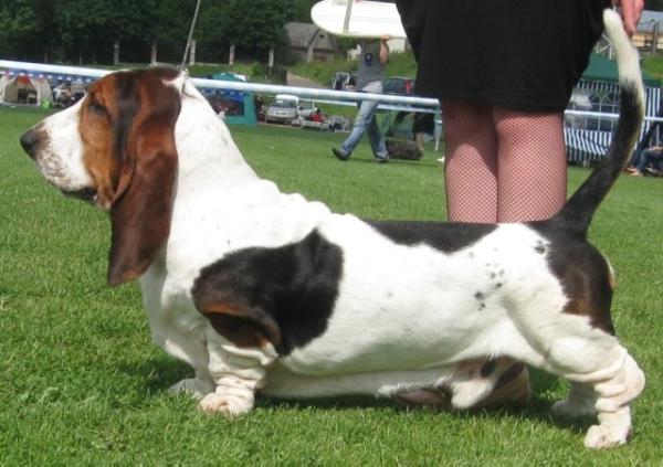 Zidan Canis Haund | Basset Hound 