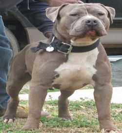 Bluezion R.E. Big Blue | American Pit Bull Terrier 