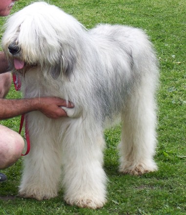 Iaro STAR | Carpathian Sheepdog 