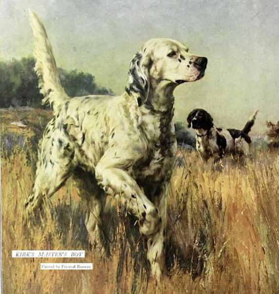 Kirk's Master Boy | English Setter 