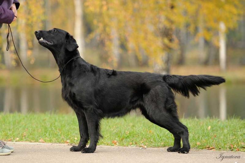 Heilurihannan Happy Heart | Flat-Coated Retriever 