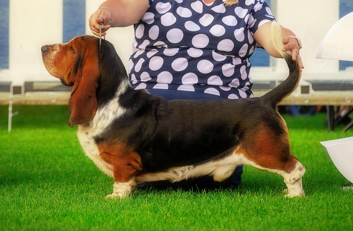 Edwin Long ?astle ?ound | Basset Hound 