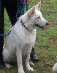 Reginahof's Arctic Chakotay | White Swiss Shepherd Dog 