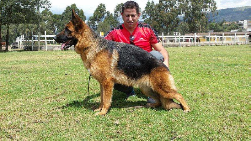 Amira Von Roosvec | German Shepherd Dog 