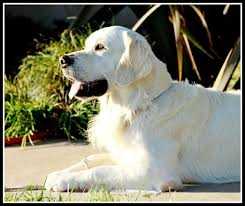 Raynox Inside Edition | Golden Retriever 