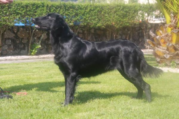 Amidala de tucuman | Flat-Coated Retriever 