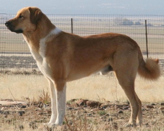 Shepherds Rest The Mighty Quinn | Anatolian Shepherd Dog 