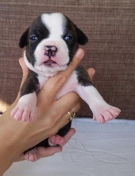 Amon Back To Black Aim The Star | American Staffordshire Terrier 
