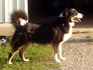 Moore's Camilla of Creekview | English Shepherd 