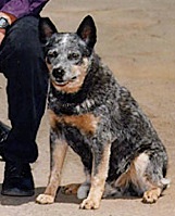 Canberra's Confetti | Australian Cattle Dog 