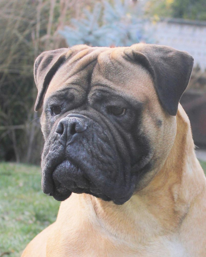 Bessy Madbull Farm | Bullmastiff 