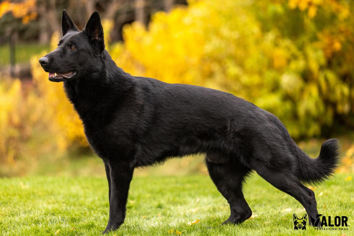 Elbrus z Jirkova dvora | German Shepherd Dog 