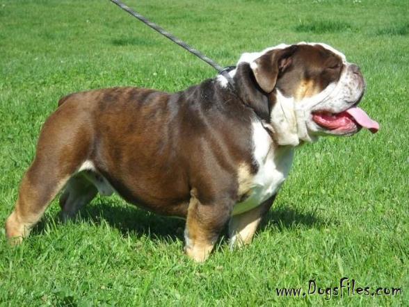 Buster Boris Jimenez | Olde English Bulldogge 