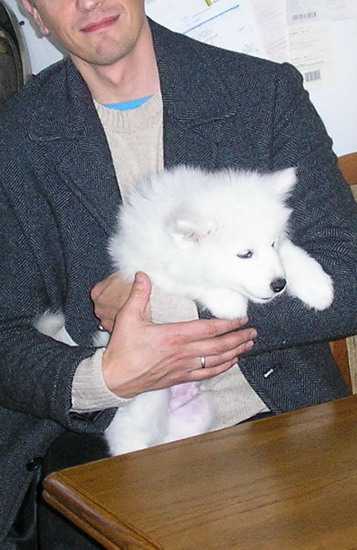 SNOOPY The Glow of The Snowy Star | Samoyed 