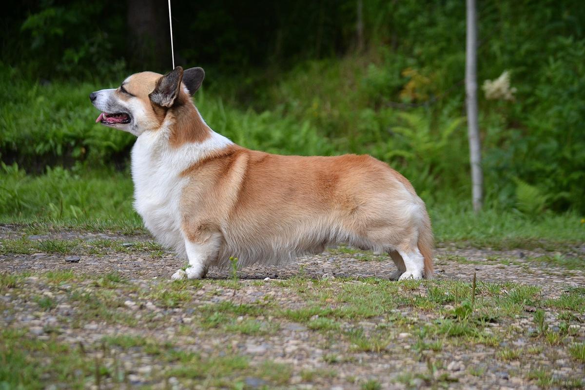 Queen Dancing Veniamin | Pembroke Welsh Corgi 