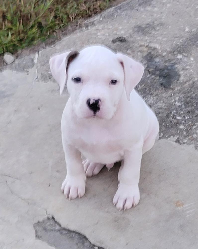 S&amp;D Gamba of Mackillop | American Bulldog 