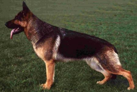 Kweo¿s Ronja | German Shepherd Dog 