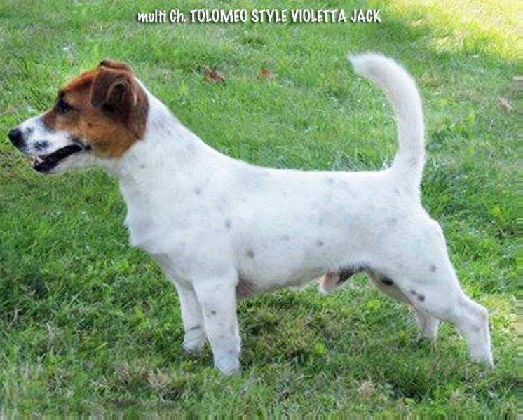 Tolomeo style violetta jack | Jack Russell Terrier 