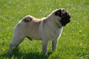 WINSOME'S DOUBLE PLAY | Pug 