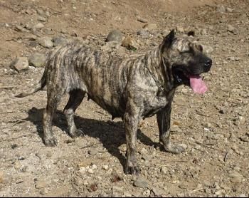 Vera de Presas Yeyfe | Perro de Presa Canario 