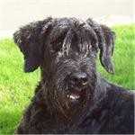 Vicky vom Lindelbrunn | Giant Schnauzer 